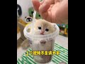Amazing Small Cats of World _ Cute Animals