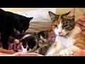 Cat Gave Birth For The First Time Now She S The Mother Of 1 Calico And 1 Tuxedo Kitten L CrazyCatish