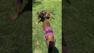 Video preview image #1 Mutt Puppy For Sale in San Diego, CA, USA