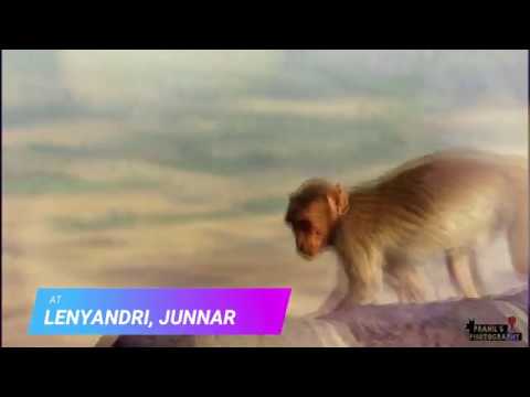 PRANILS PHOTOGRAPHY : MONKEYS.