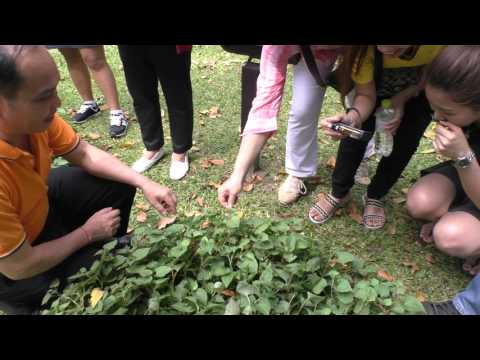Activators ธรรมชาติสำหรับผู้หญิงที่บ้าน Как увеличивают член разные народы