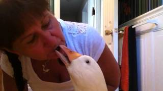 OLIVER PET Diapered Sebastopol GOOSE EATING BLUEBERRIES &quot;BLUEBERRY KISSES&quot;