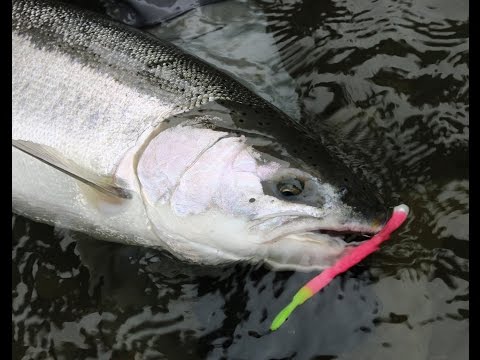 Olympic Peninsula Steelhead || Road trip!