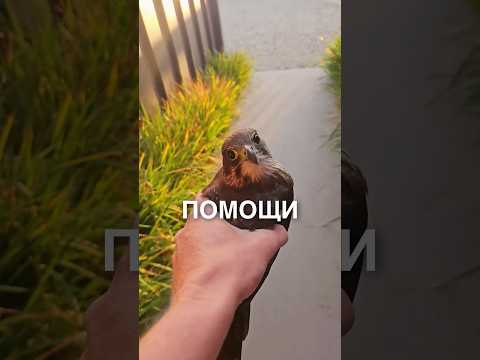 Недовольный сокол 😂 #истории #история #новости #новость #shortsvideo