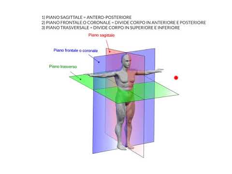 ANATOMIA - LEZIONE PRELIMINARE 1 - PIANI DEL CORPO