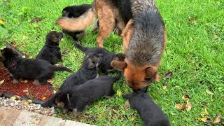 Video preview image #2 German Shepherd Dog Puppy For Sale in WELLINGTON, FL, USA