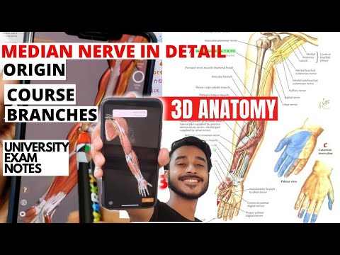 Median nerve anatomy course and branches | median nerve 3D anatomy  | median nerve anatomy in hindi