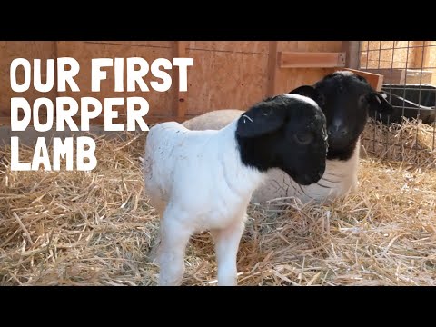 , title : 'Dorper Sheep Lambing Day 1: OUR FIRST LAMB ON THE HOMESTEAD!'