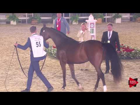 N.55 SADAN AH - 2019 Qatar International show - Fillies 3 Years Old (Class 3)
