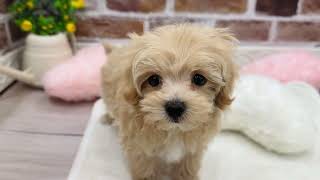 ハーフ犬の動画01