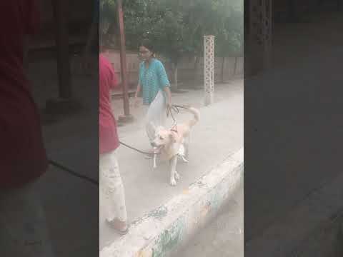 खुलम खुला प्यार करेगे