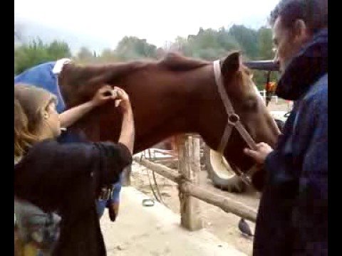 comment soigner gourme