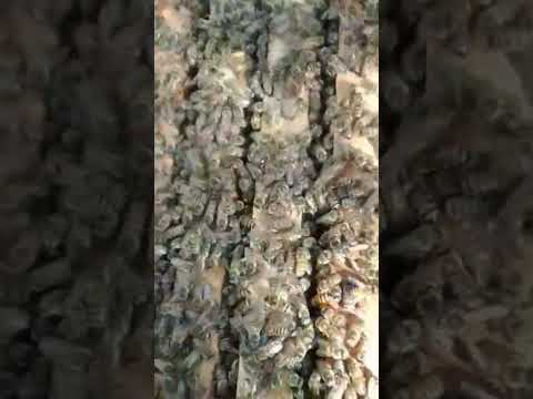 enxame de apis apiário esperança riacho Dantas Ruy Barbosa Bahia