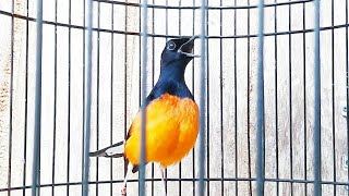 Download lagu KRETEKAN BORNEO KERAS,,AMPUH MENGEMBALIKAN FIGHTER PADA MURAI BATU LAIN mp3 Download lagu KRETEKAN BORNEO KERAS,,AMPUH MENGEMBALIKAN FIGHTER PADA MURAI BATU LAIN mp3