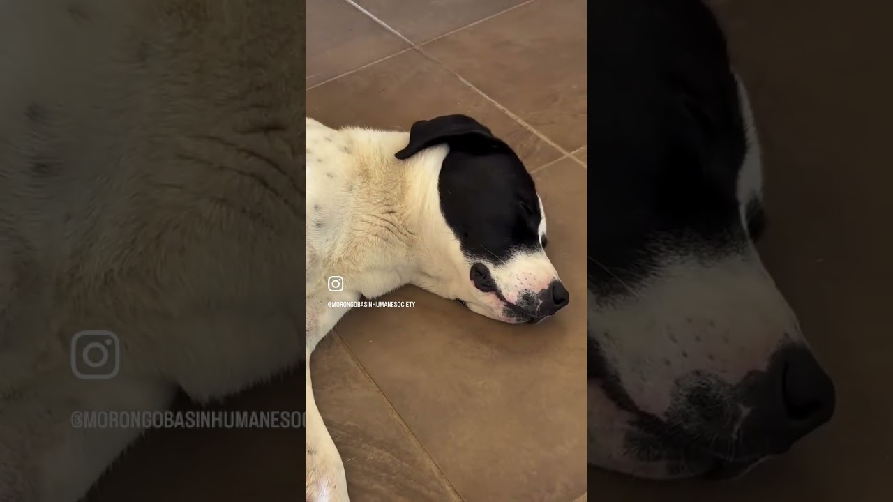 ROSIE, an adopted mixed breed in Joshua Tree, CA video 6/6