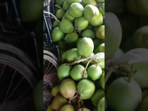 Bengal fresh tender coconut