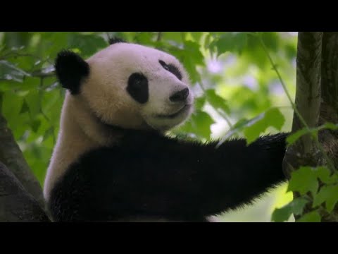 Sichuan: The Ecological Paradise EP 1 Made in Heaven
