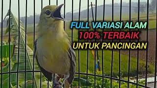 Download lagu SIRTU GACOR SUARA FULL VARIASI ALAM 100% PALING AMPUH UNTUK PANCINGAN SIRTU MANAPUN mp3 Download lagu SIRTU GACOR SUARA FULL VARIASI ALAM 100% PALING AMPUH UNTUK PANCINGAN SIRTU MANAPUN mp3