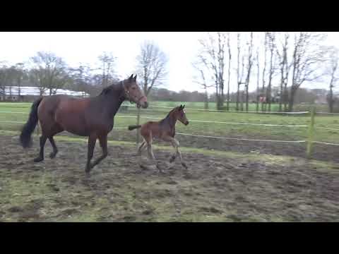 Stutfohlen von Fürst Jazz x Fürstenball, 01-18, sold