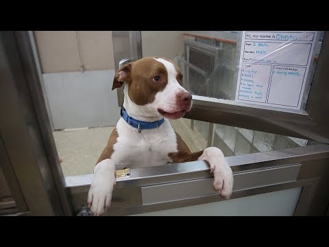 Animal shelters urge people to consider adoption