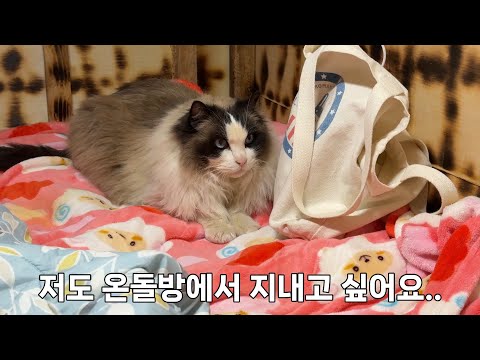 새 식구 고양이도 따뜻한 온돌방을 좋아해요.