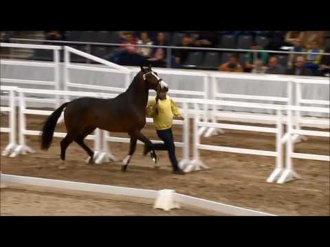 Cascadello Boy hengst