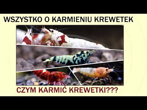 , title : 'Czym karmić krewetki akwariowe - WSZYSTKO O KARMIENIU KREWETEK'