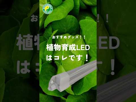 地球の電球 植物