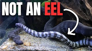 Why Fish Keepers NEED to know about AQUATIC SNAKES