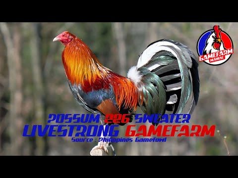 POSSUM 226 SWEATER | LIVESTRONG GAMEFARM