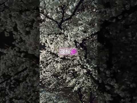 日本文学文化学科 【Vlog】夜桜🌸