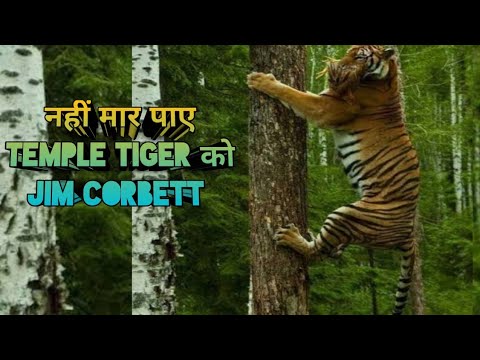 नहीं मरा Temple Tiger | Jim Corbett Defeated by Temple Tiger | Jim Corbett | Jim Corbett Hunting