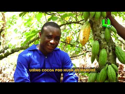 AYEKOO: Using Cocoa Pod Husks As Manure
