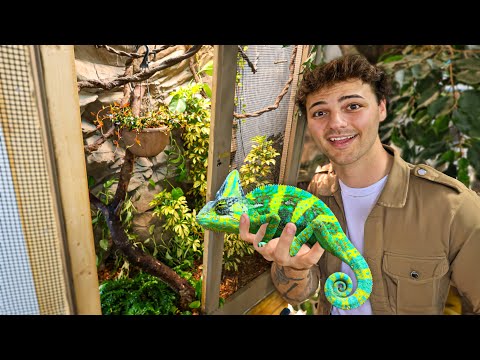 Making NEW Enclosure for My CHAMELEON!!