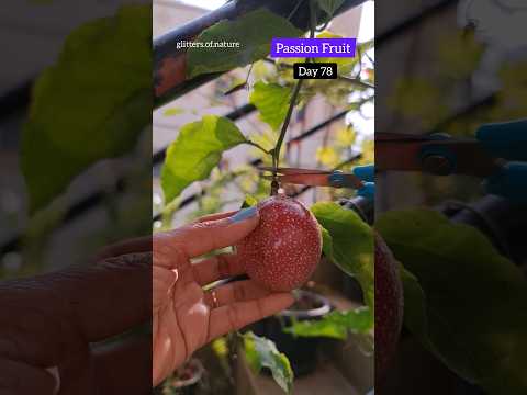 Passion Fruit Harvest💞 #terracegarden #fruit #shorts