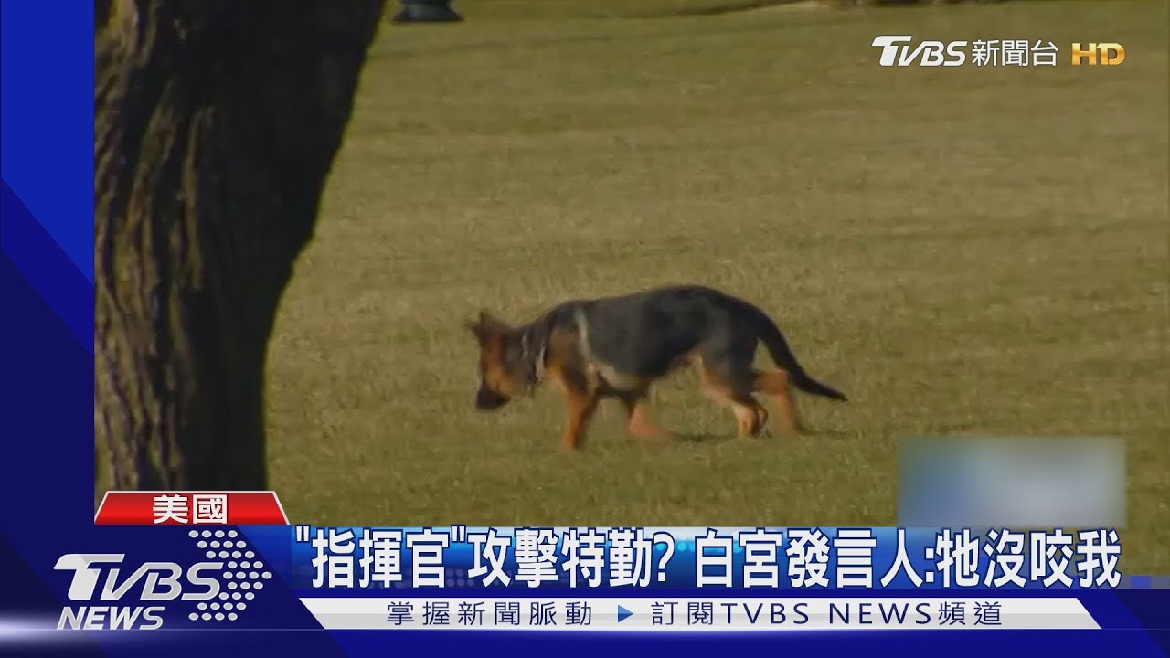 咬傷11名特勤!拜登愛狗「指揮官」成白宮狂犬 已遭驅逐