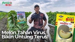 Download lagu MELON TAHAN VIRUS BIKIN UNTUNG TERUS! | Forsa BISI mp3 Download lagu MELON TAHAN VIRUS BIKIN UNTUNG TERUS! | Forsa BISI mp3