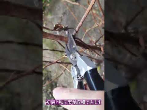 園芸 インディアンサマー