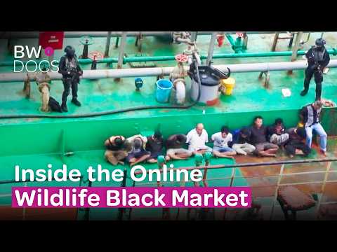 Wildlife Trafficking: The Illegal Pet Trade Nobody Talks About | The Dark Web