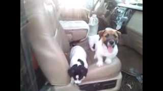 Jack Russell Puppies After Their Ride In The Truck