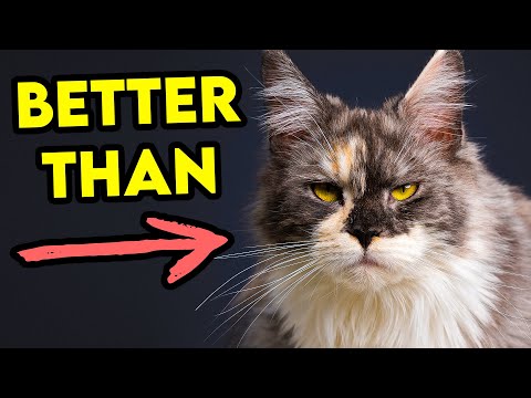 These Cat Breeds Can Be BETTER Than MAINE COONS!