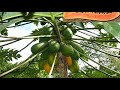 Making Pawpaw Farming Profitable On Small Scale Part 1