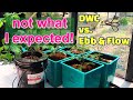 Growing Tomatoes Using DWC vs Ebb and Flow Air Cube from GrowAce