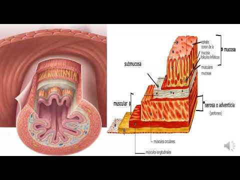 1 Introducción al sistema digestivo.