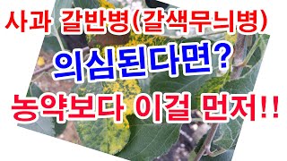 사과 갈반병(갈색무늬병) 의심된다면 농약방제보다 이게 먼저(과수 병충해 방제법, 사과 병충해 방제법, 사과 …