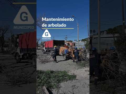 Mantenimiento de arbolado 🌳 | Municipio G