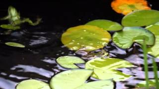 preview picture of video 'Peleas entre machos de ranas. Notas de campo y jardín. Jesús Dorda.'