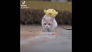 Download lagu story wa kucing sad mp3