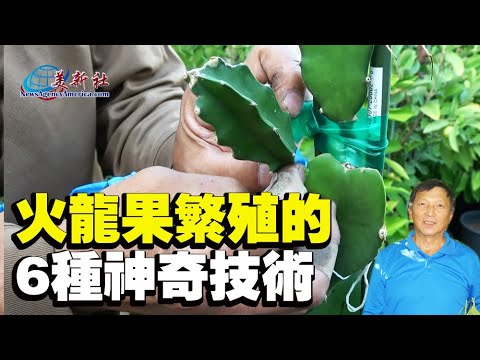 麒麟果種植
