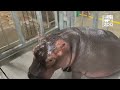 Fiona the hippo turns 6! Here's a look at her journey with the Cincinnati Zoo so far